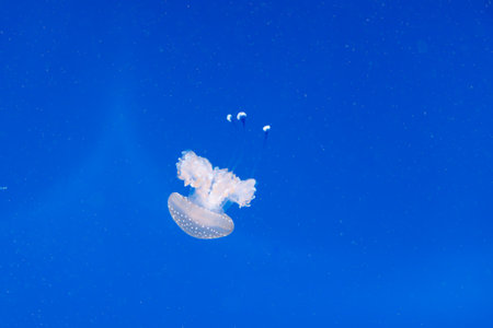 Beautiful Transparent Jellyfish Swimming in Blue Aquarium.