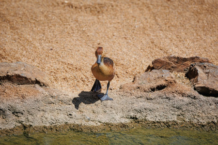 The Ferruginous Duck - Aythya nyroca - a ferruginous Pochard near Small Lake.の写真素材
