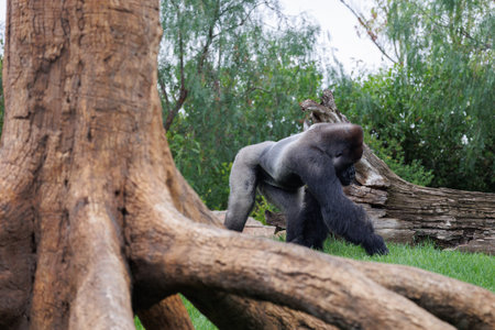 Western Lowland Gorilla on the Grass.の写真素材