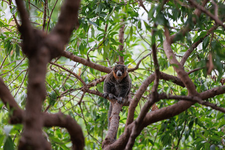 Lemur with Gray Fur above a Tree Branch.の写真素材