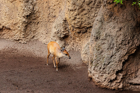 Young Eastern Bongos - Tragelaphus eurycerus - an herbivorous nocturnal forest Ungulate with Striking Reddish-brown Coat and Spiraled Horns.の写真素材