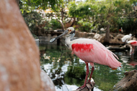 Roseate Spoonbill, Platalea ajaja, a Gregarious Wading Bird of the Ibis and Spoonbill Family and from Threskiornithidae Family.の写真素材