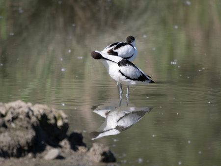 The Pied Avocet, a large Black and White Wader in the Avocet and Stilt Family, Recurvirostridae..の写真素材