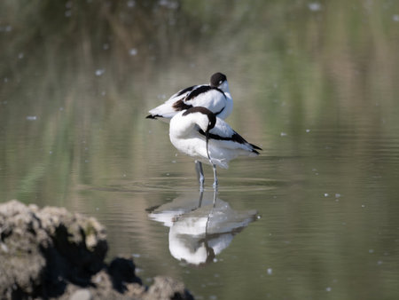 The Pied Avocet, a large Black and White Wader in the Avocet and Stilt Family, Recurvirostridae..の写真素材
