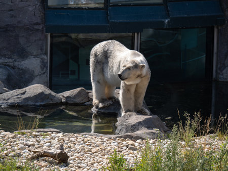 Solitary Polar Bear Gazing Out from Its Habitat.の写真素材