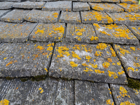 Close-up of Weathered Roof Tiles Covered in Vibrant Moss and Lichen.の写真素材