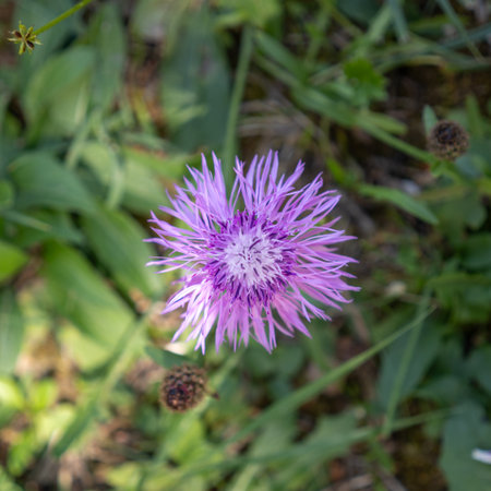Close up of Purple Centaurea Blooming Amongst Green Foliage.