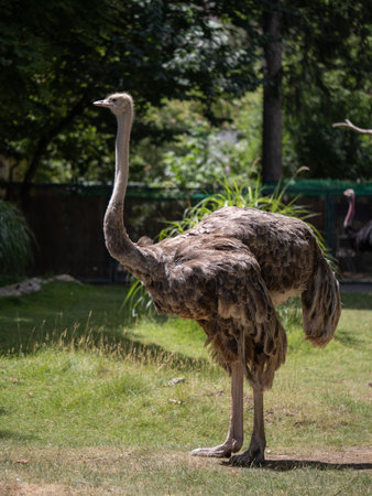 A solitary ostrich standing tall in a spacious zoo enclosure.