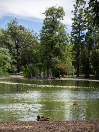 Tranquil Pond Surrounded by Trees in Vienna's City Park called Stadtpark, Austria.の写真素材