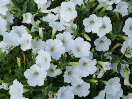 Close-Up of Delicate White Petunia Blossoms.の写真素材