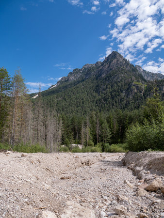 Rocky Path in Dried Riverbed Through the Alpine Forest.の写真素材