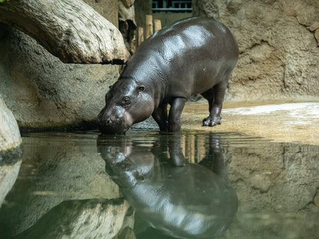 Small Dark Baby Pygmy Hippopotamus Drinking from a Shallow Pool With Its Reflection Visible Near a Large Rock Structure.の写真素材