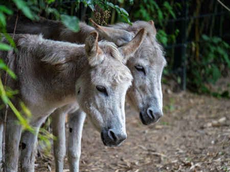 A Pair Of Light Brown Domestic Donkey Mammals Standing Near Green Bamboo And A Metal Fence.