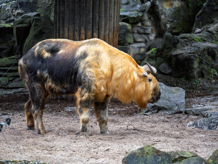 View Of A Chinese Sichuan Takin, Large Animal With Golden And Black Fur.の写真素材