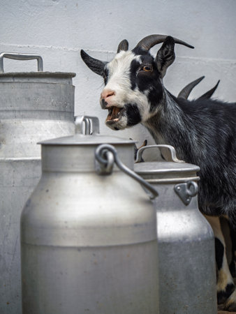 A Black And White Domestic Goat With Horns Next To Blurred Aluminum Milk Cans.