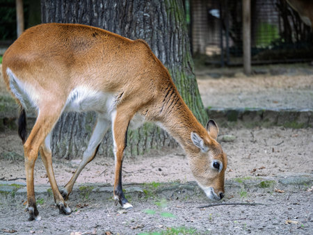 Single Kafue Lechwe African Antelope Foraging On Ground Near Tree.の写真素材