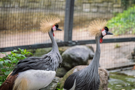 Cranes in a fenced area.の写真素材