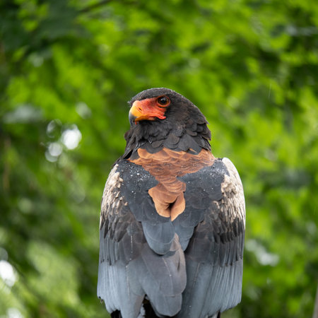 Red-faced Eagle with Dark Feathers Perched in the Wild.の写真素材