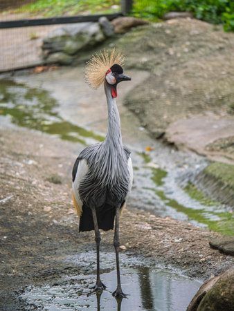 South African Cranes in Their Natural Habitat.の写真素材
