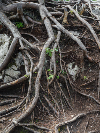 Weathered Tree Stump And Its Roots.