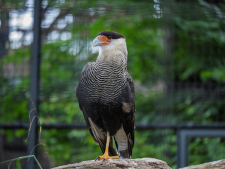 Portrait Of The Southern Crested Caracara Bird Standing On A Rough Wooden Log Perch.の写真素材