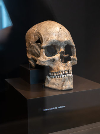 Ancient Homo Sapiens Sapiens Skull On Black Museum Pedestal.
