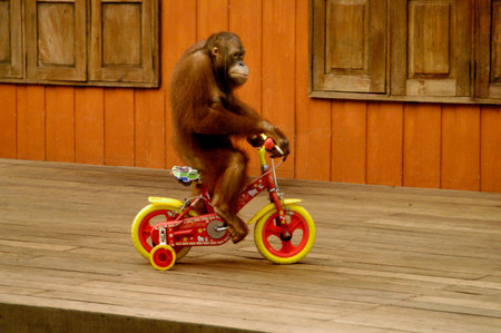  Orangutan riding a bicycle                               