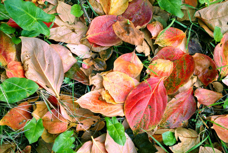 autumn colorsの写真素材