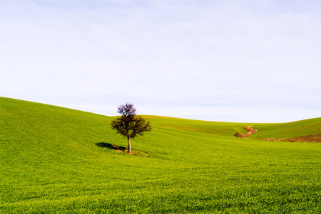 weat sowing campaignの写真素材