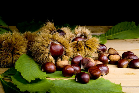 castagne con il Loro Guscioの写真素材