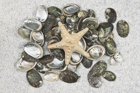 several seashells on white sand with a starfishの写真素材