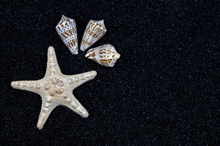a white starfish and seashells on black sandの写真素材