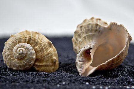 two seashells on black sandの写真素材