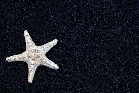 a white starfish on black sandの写真素材