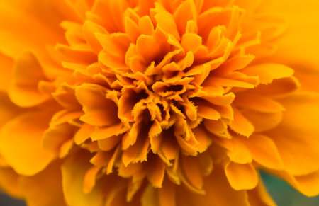 Detail of the flower of marigolds - Tagetes or Carnation of India or Marigolds, Marigold, flower of India diedの写真素材
