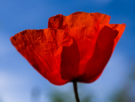 One red poppy isolated on white backgroundの写真素材