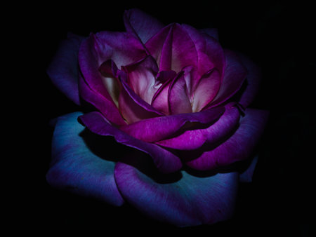 The rose queen of the garden at night