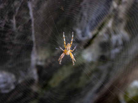 Spider and its spider web waiting for a prey