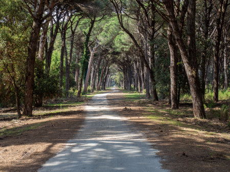 Dirt pathway in a Mediterranean pine forestの写真素材
