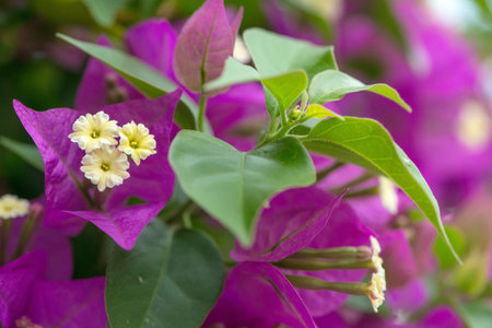 a bougainvillea always revives an environmentの写真素材