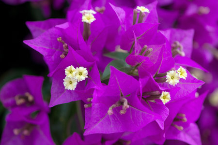 a bougainvillea always revives an environmentの写真素材