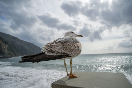 Seagull ready to take flight if threatenedの写真素材