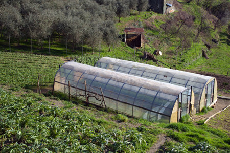 small greenhouse for growing saladのeditorial素材