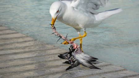 Seagull eating a pigeon in the cityの写真素材