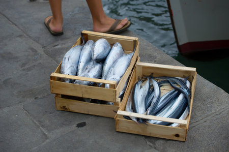 fresh fish ready for saleの写真素材