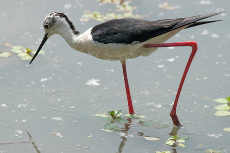 Black-winged stilt in search of foodの写真素材
