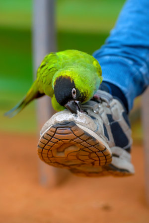 nandayus nenday tamed by a tennis coach who lives perpetually in a tennis schoolの写真素材