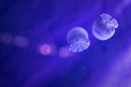 Sea lung jellyfish, Rhizostoma pulmo, at the Aquarium of Genoa, Liguria, Italy, Europe