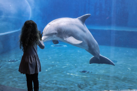 Little girl looking at a dolphin in the aquarium, Genoa Aquarium, Liguria, Italy, Europe