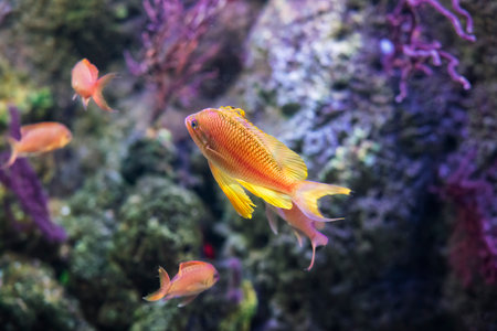 Serranidae fish, Pseudanthias squamipinnis, at the Aquarium of Genoa, Liguria, Italy, Europeの写真素材
